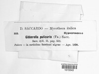 Fusarium roseum image